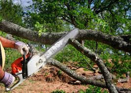 Best Tree Mulching  in Granby, CO