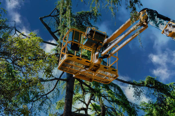 Reliable Granby, CO Tree Services Solutions