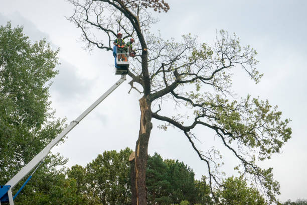 Best Emergency Tree Removal  in Granby, CO