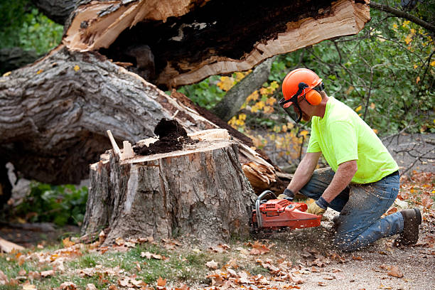 Best Tree Health Inspection  in Granby, CO