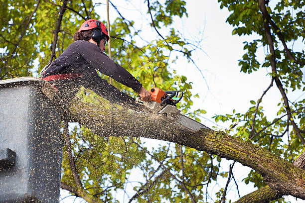 Mulching Services in Granby, CO