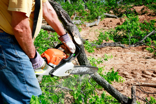 Best Commercial Tree Services  in Granby, CO