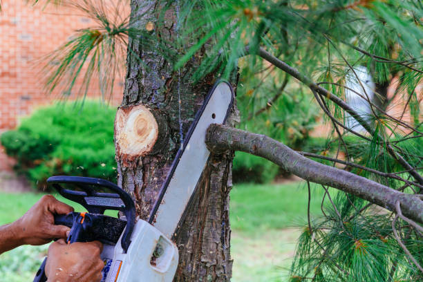 How Our Tree Care Process Works  in Granby, CO